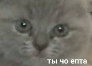 💬 1693abab ТЫ ЧО епта cat, kitten, funny, meme, pet, cute, russian telegram sticker