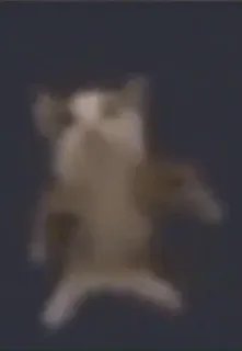 💬 26944376 telegram sticker