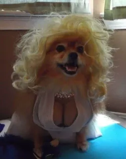 💬 3f852793 dog, costume, wig, dog fashion, pet, glamour telegram sticker