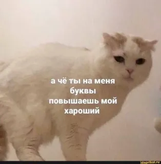 💬 54515c76 а чё ты на меня буквы повышаешь мой хароший cat, animal, meme, funny, russian, text telegram sticker