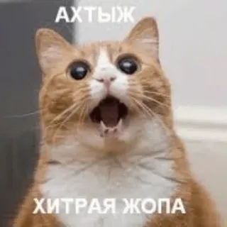 💬 55052b43 АХТЫЖ
ХИТРАЯ ЖОПА cat, meme, russian, surprise, shocked telegram sticker