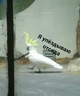 💬 6c92ffc5 Я упёздываю отсюда cockatoo, bird, parrot, funny, animal, meme telegram sticker