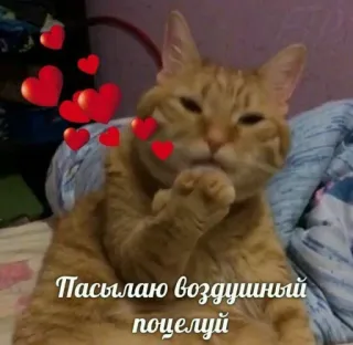 💬 a2a67e28 Пасылаю воздушный поцелуй cat, kiss, air kiss, hearts, love telegram sticker