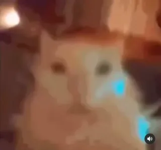 💬 a78169b9 cat, meme, animal, sticker telegram sticker