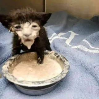 💬 c2ba9ee5 kitten, cat, animal, pet, bowl, milk, cute telegram sticker