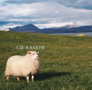 💬 d38822c2 ГДЕ Я НАХУЙ sheep, landscape, field, Russian, profanity, question telegram sticker