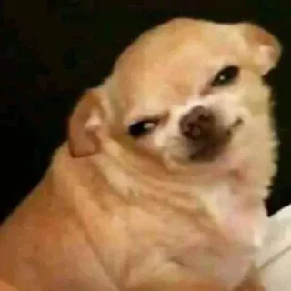 💬 da146ede dog, chihuahua, meme, funny, cute, pet telegram sticker