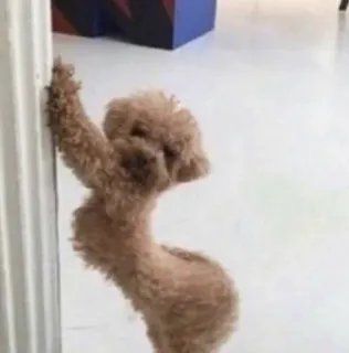 💬 ee741a5d dog, poodle, leaning, animal, pet, cute, indoors telegram sticker