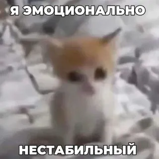 😏 1eba9014 Я ЭМОЦИОНАЛЬНО
НЕСТАБИЛЬНЫЙ gatto, gattino, emotivo, instabile, meme telegram sticker