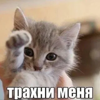 🙈 c91389ac трахни меня gatto, gattino, meme, animale, carino telegram sticker