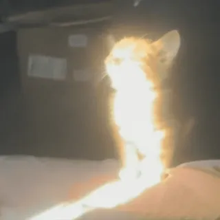 ☀️ 5be82f4e cat, fire, kitten, animal, cute, flame, pet whatsapp sticker