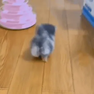 🐾 85babfb0 hamster, pet, animal, rodent, cute, small whatsapp sticker