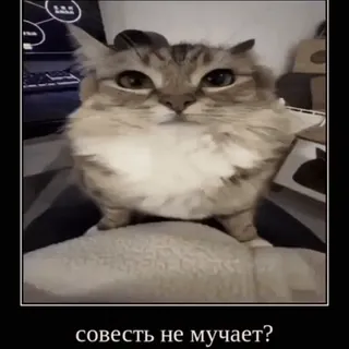 🤔 973d03c5 совесть не мучает? cat, question, funny, meme whatsapp sticker