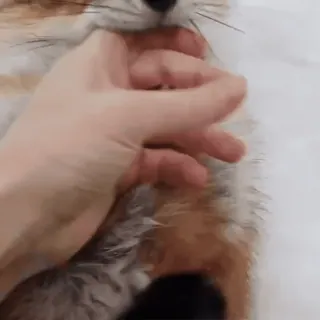 🦊 c00b3ba6 fox, animal, pet, hand, cute, wildlife whatsapp sticker