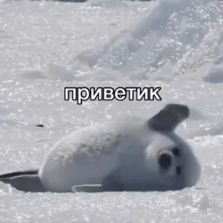 🤝 11bf4932 приветик foca, animale, carino, ghiaccio, saluto telegram sticker