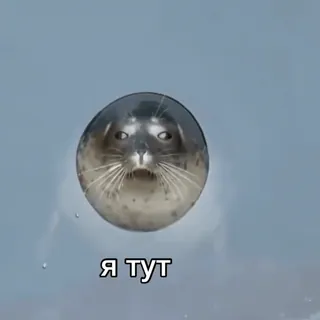 👋 1e0ffd30 Я тут foca, animale, carino, acqua, nuoto, divertente telegram sticker