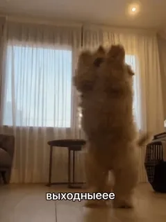 🥳 2fb82b65 выходныееее cane, ballo, divertente, weekend, carino telegram sticker