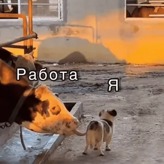 😡 7a4b9fd1 Работа  Я mucca, cane, animale, fattoria, lavoro telegram sticker