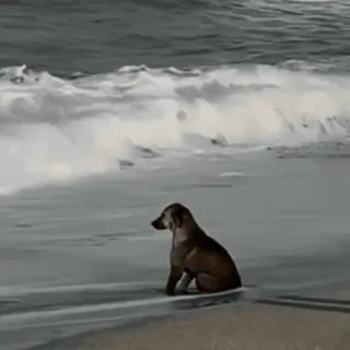 😌 9abf4e88 cane, spiaggia, oceano, animale, mare, onde telegram sticker