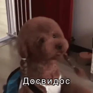 👋 9b100c7c Досвидос cane, barboncino, russo, ciao, addio, animale, animale domestico telegram sticker