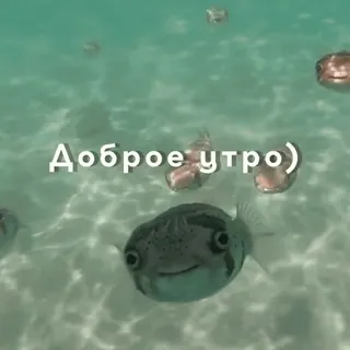👋 bce80d1f Доброе утро) pesce, acqua, carino, mare, oceano, mattina telegram sticker