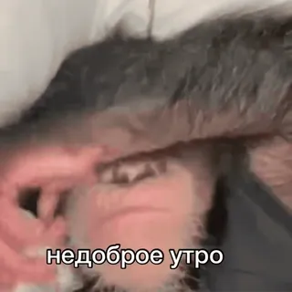 😒 c7dd1b09 недоброе утро scimmia, animale, assonnato, meme, russo, buongiorno telegram sticker