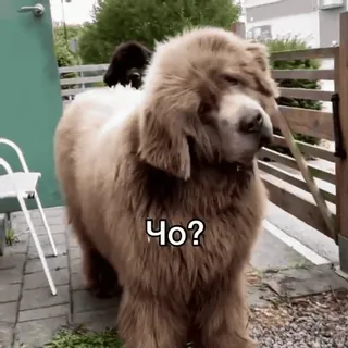 🧐 f00b9f1c Чо? cane, animale domestico, animale, domanda, carino, terranova telegram sticker