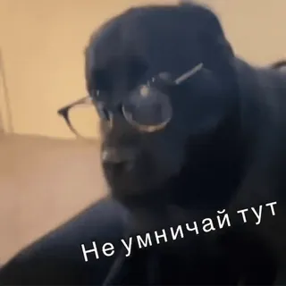 🤓 fa8654f7 Не умничай тут Meme, Divertente, Occhiali, Balaclava, Uomo, Testo telegram sticker