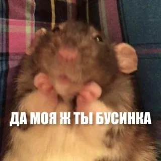 🥰 31548df8 ДА МОЯ Ж ТЫ БУСИНКА tikus, lucu, binatang, hewan peliharaan, binatang pengerat whatsapp sticker