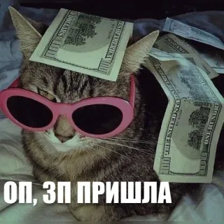 😎 32db9f4c ОП, ЗП ПРИШЛА kucing, uang, kacamata hitam, kaya, hewan peliharaan whatsapp sticker