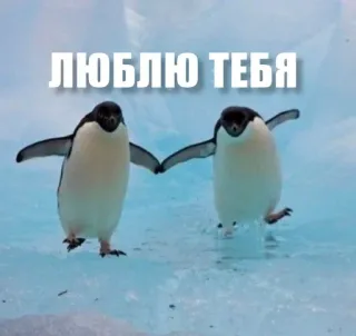 🧡 6b4170c3 ЛЮБЛЮ ТЕБЯ penguin, cinta, es, hewan, imut, pasangan, hubungan whatsapp sticker