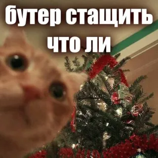 😈 6fd2a75c бутер стащить
что ли kucing, pohon Natal, meme, rusia, humor whatsapp sticker