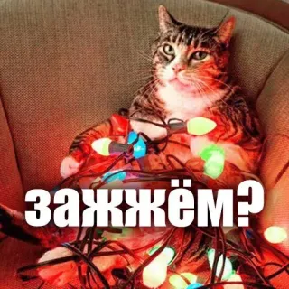 😎 97c09bb8 зажжём? kucing, lampu natal, pertanyaan, rusia, lucu, binatang whatsapp sticker