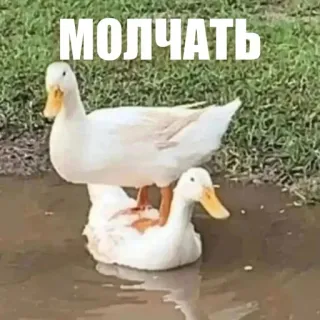 😤 98823090 МОЛЧАТЬ bebek, bebek, burung, hewan, teks, молчать, bahasa Rusia, meme whatsapp sticker