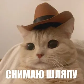 🫡 a6891eb8 СНИМАЮ ШЛЯПУ kucing, koboi, topi, imut, lucu, binatang whatsapp sticker