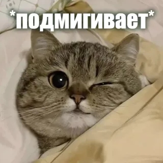 😜 a7560947 *подмигивает* kucing, mengedipkan mata, imut, hewan, lucu, meme whatsapp sticker