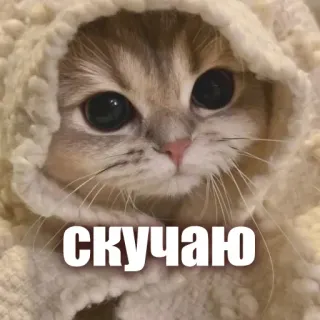 😙 b32cb4aa скучаю kucing, imut, binatang, anak kucing, rusia, aku merindukanmu, aku merindukanmu whatsapp sticker