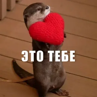 🧡 d3f1dada ЭТО ТЕБЕ berang-berang, hati, cinta, binatang, lucu, rusia whatsapp sticker