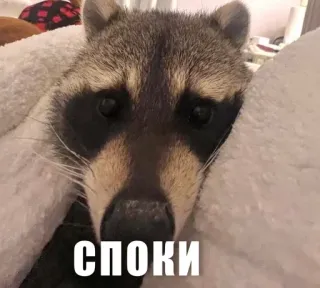 😴 d617e637 СПОКИ rakun, hewan, imut, mengantuk, teks, rusia whatsapp sticker