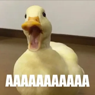 🫥 e94810a3 AAAAAAAAAAAAAAA bebek, binatang, meme, lucu, teriakan, berteriak, imut whatsapp sticker