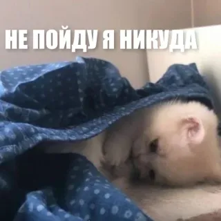🫠 ee2b0eba НЕ ПОЙДУ Я НИКУДА kucing, anak kucing, malas, imut, meme, rusia, selimut whatsapp sticker