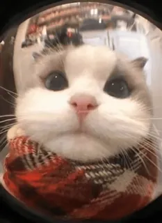 🫥 003b29a7 gatto, animale, sciarpa, carino, animale domestico, ritratto whatsapp sticker