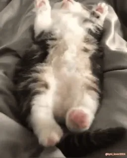 😴 053ad786 gatto, gattino, carino, animale, animale domestico, assonnato whatsapp sticker