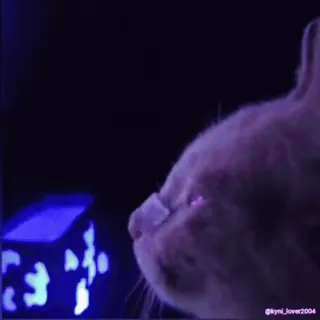 😕 056e5c25 @kymi_lover2004 gatto, animale domestico, animale, profilo, neon whatsapp sticker