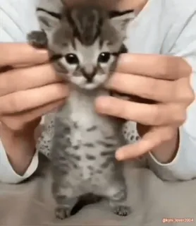 😊 0bb92aa0 gattino, gatto, animale, carino, animale domestico whatsapp sticker