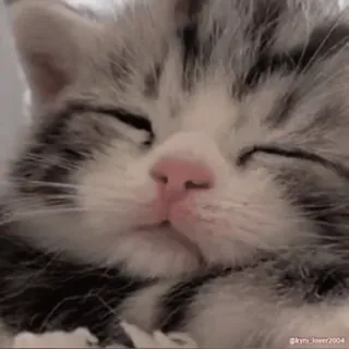 😴 0c50c854 @kyni_lover2004 gatto, gattino, carino, animale, animale domestico, assonnato, domestico whatsapp sticker
