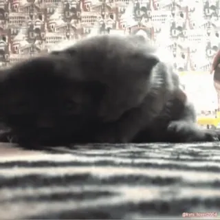 🥰 14d6bf21 gatto, animale, animale domestico, gatto grigio, gattino, carino, animale domestico whatsapp sticker