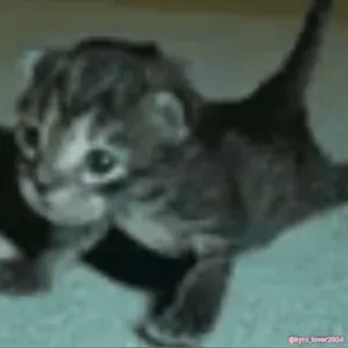 💪 15ab4097 gatto, gattino, carino, animale domestico, animale, domestico whatsapp sticker