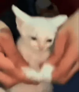 🐮 170388d6 gatto, gattino, animale domestico, animale, carino, bianco whatsapp sticker