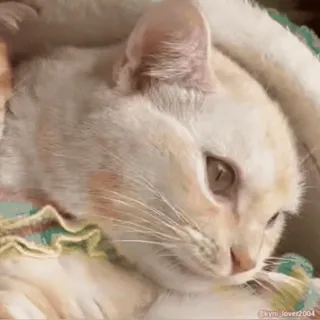 😼 196ee5d5 @kyni_lover2004 gatto, animale domestico, animale, gattino, carino, animale domestico whatsapp sticker